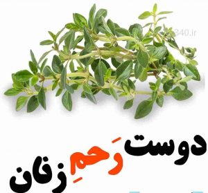 آویشن پریودی